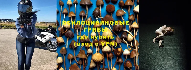 продажа наркотиков  Семилуки  Галлюциногенные грибы Magic Shrooms 